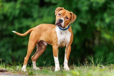 Fuji, young, available for adoption