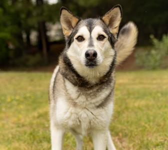 Lolli, Husky, adult, available for adoption