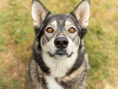 Dani, Husky, adult, available for adoption
