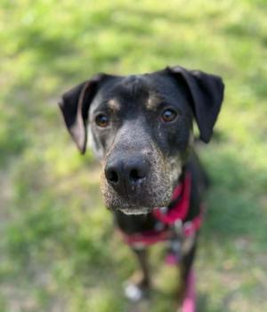 Owen, Hound, adult, available for adoption
