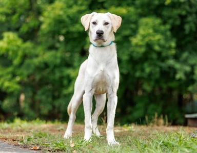 Amelia, Labrador Retriever, young, available for adoption