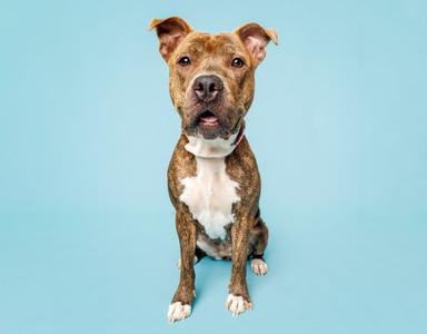 Maggie, adult, available for adoption