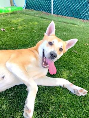 Marjory, Carolina Dog, adult, available for adoption