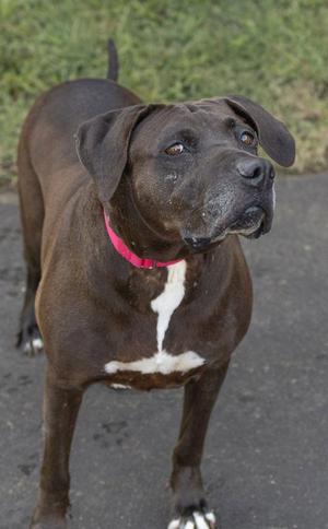 Piggly Wiggly, adult, available for adoption