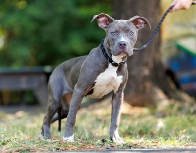 Aruba, young, available for adoption