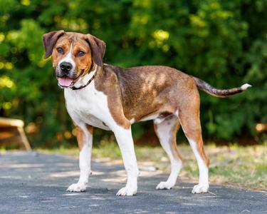 Angus, Hound, young, available for adoption