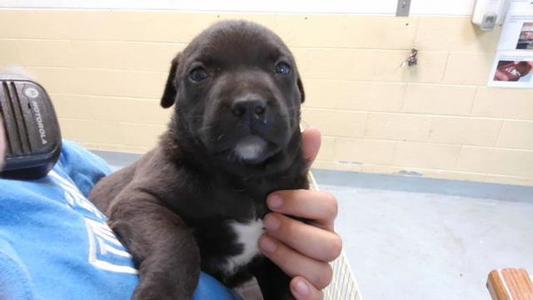 BLACK, Labrador Retriever / Pit Bull Terrier, puppy, available for adoption