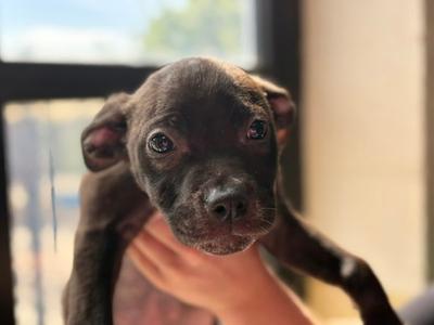 AJ, Pit Bull Terrier, puppy, available for adoption
