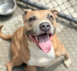 A happy brown and white dog with its tongue out, sitting on a concrete surface.