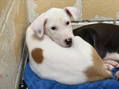 CARAMEL, Pit Bull Terrier, puppy, available for adoption