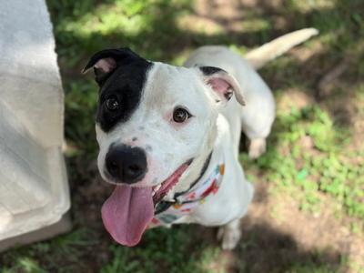 BOMBER, Pit Bull Terrier, young, available for adoption