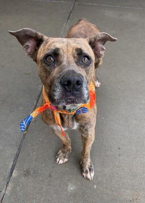 A brown and black brindle dog with floppy ears, wearing a colorful bandana, standing on a concrete surface.