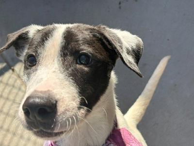 A close-up of a black and white dog with a pink bandana, looking directly at the camera.
