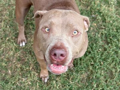 A brown dog with blue eyes looking up at the camera on a grassy field.