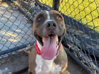 ACORN, Pit Bull Terrier, adult, available for adoption
