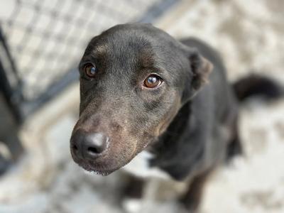 A close-up of a black dog with brown eyes looking up at the camera.