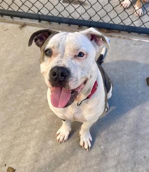 A white and brown dog with a red collar, sitting on a concrete surface with a chain-link fence in the background.