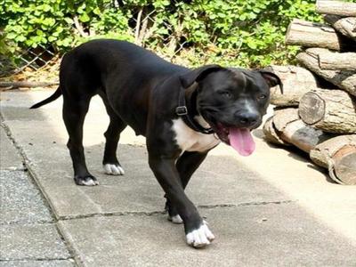 AUGUST, Pit Bull Terrier, adult, available for adoption