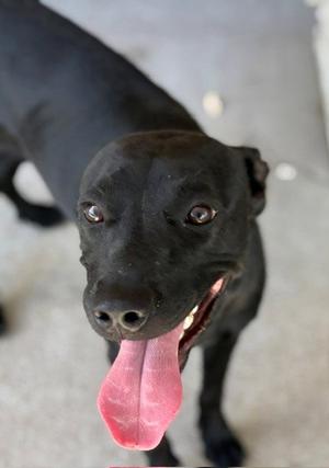 BACON, Labrador Retriever, young, available for adoption