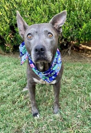 ABUELA, Pit Bull Terrier, senior, available for adoption