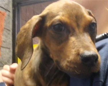 AUTSIN, Redbone Coonhound, puppy, available for adoption
