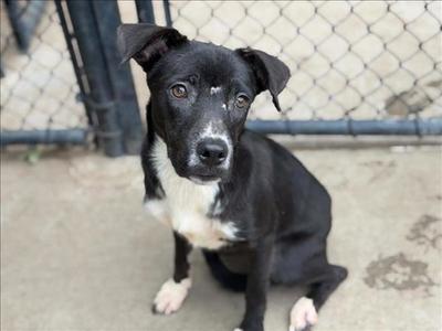 BLUE BELL, Pit Bull Terrier, young, available for adoption