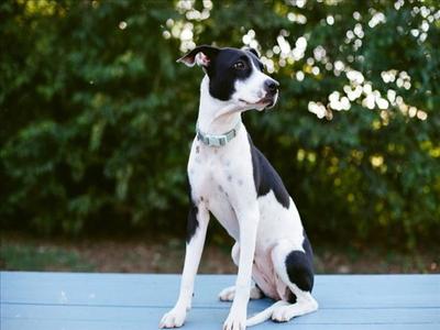 BETTY, Pit Bull Terrier, adult, available for adoption