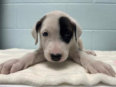 A white puppy with black markings on its face, lying on a white blanket.