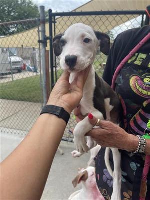 BURNT ENDS, Pit Bull Terrier, young, available for adoption