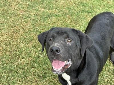 BLADE, Cane Corso Mastiff, adult, available for adoption