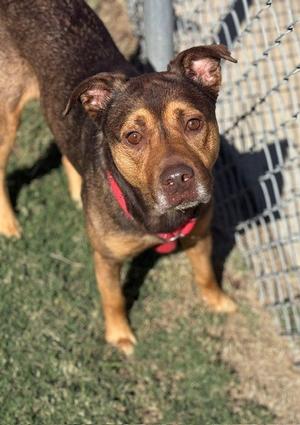 BOONE, German Shepherd Dog, adult, available for adoption