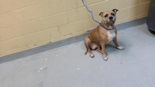 A brown and white dog sitting on a concrete floor, wearing a blue leash.