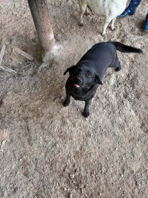 A black dog standing on a dirt ground, looking up with its mouth open and tongue out. There is a white animal in the background and a wooden post to the left.