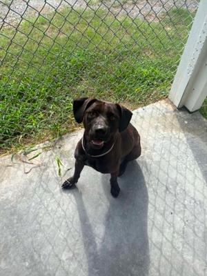 Maybelle 0178, Mixed Breed, adult, available for adoption
