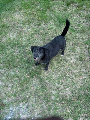 black dog standing on grass