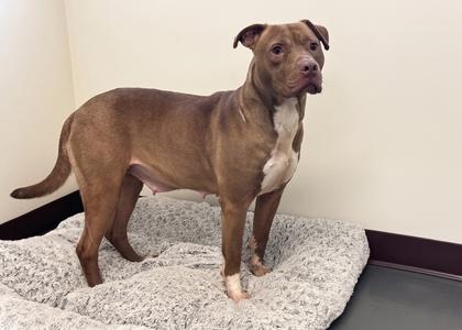 Mrs. Loxie Gem 0035, Pit Bull Terrier, adult, available for adoption