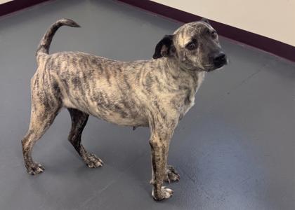 A brindle-colored dog standing on a gray floor, with its tail curved upwards and ears perked, looking to the side.