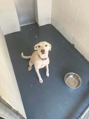 A light-colored dog sitting in a kennel with a metal bowl on the floor next to it.