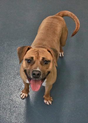 A brown dog with a happy expression, standing on a gray surface, looking up at the camera with its tongue out.