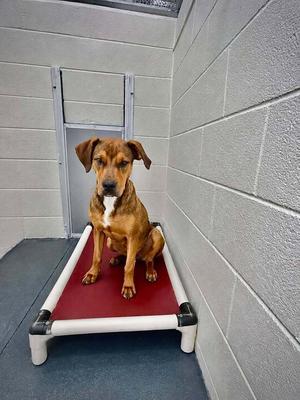Cider 208, Mixed Breed, adult, available for adoption
