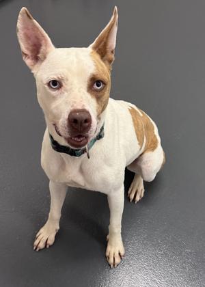 Nina 0012, Terriers (Medium), adult, available for adoption