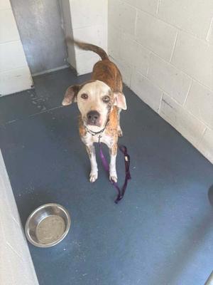A brown and white dog with a purple leash standing on a blue floor in a room with white walls.