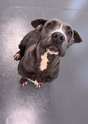 A gray and white pit bull terrier dog looking up at the camera with its ears perked up.