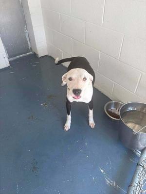 A black and white dog standing on a blue floor, looking up at the camera with its mouth open, next to a metal bowl and a chain-link fence.