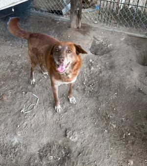 A brown dog with a white chest and paws is standing on a dirt ground, looking up with its mouth open and tongue out. The background includes a chain-link fence and a wooden post.