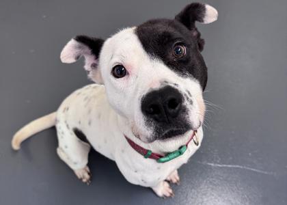 Nico 0045, Bull Terrier, adult, available for adoption