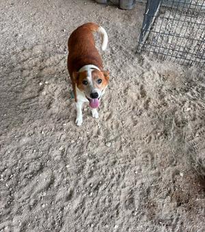 a brown and white dog standing on a dirt ground