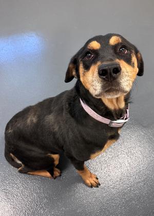 Coca Cola 0130, Rottweiler, adult, available for adoption