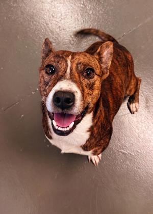 Bud 0109, Mixed Breed, adult, available for adoption