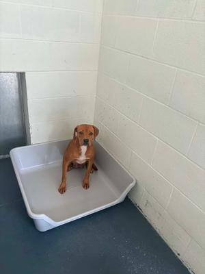 A brown dog sitting in a gray plastic container in a corner with white tiled walls.